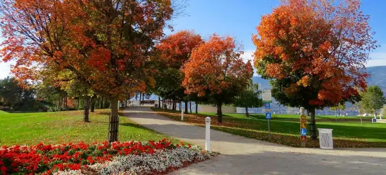 a park with flowers and colorful trees