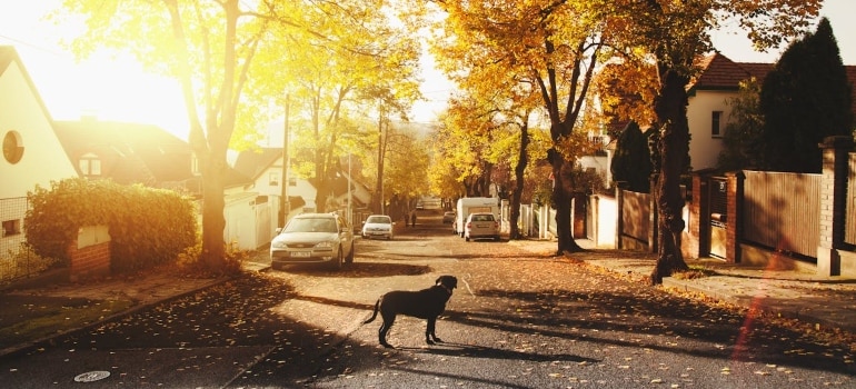 a dog standing in the sunny street 
