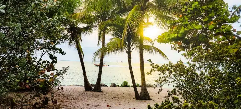 palms on the beach 