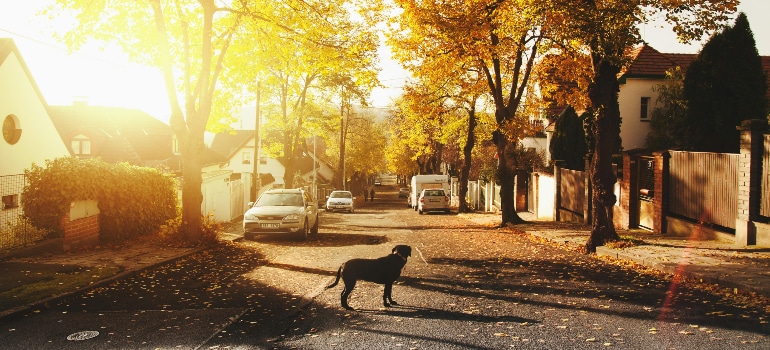 Residential street at sunset with autumn trees; a dog stands in the road near parked cars.