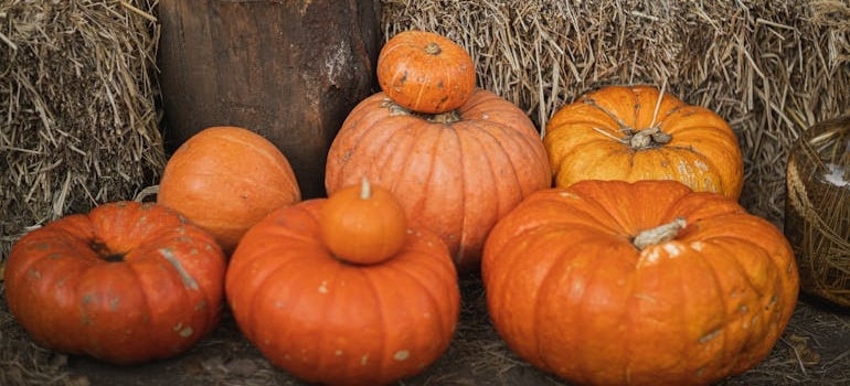 Several pumpkins in front of a hay wall