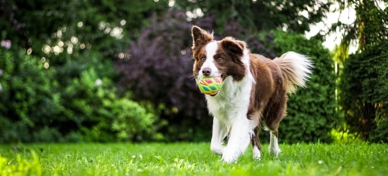 Dog carrying a ball