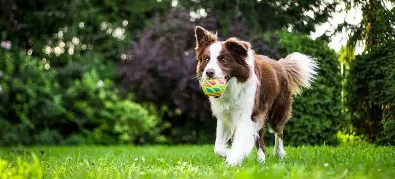 Dog carrying a ball