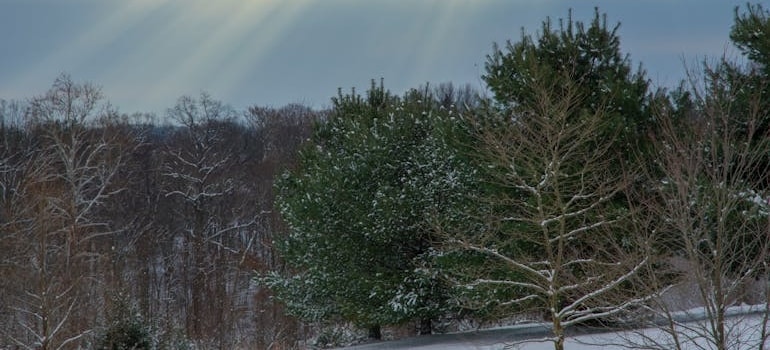Landscape of a snowy forest in Damascus, MD