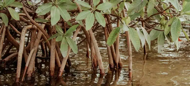 A mangrove forest with ripples in water and mangrove roots