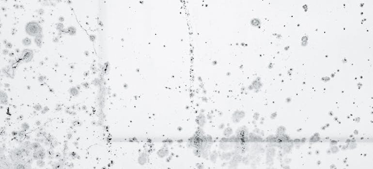 Mold stains on a white wall