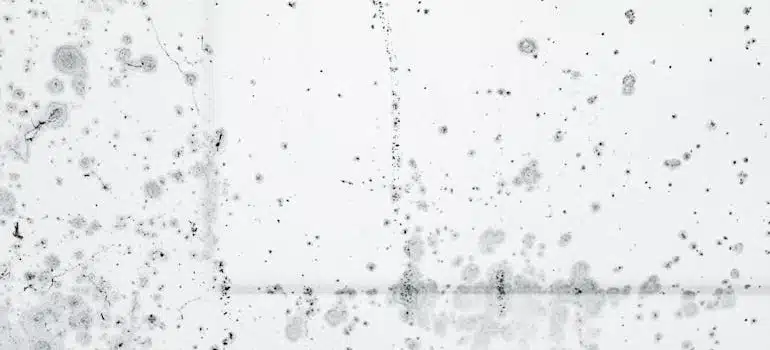 Mold stains on a white wall