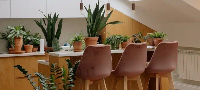 Cozy kitchen Full of Indoor Plants