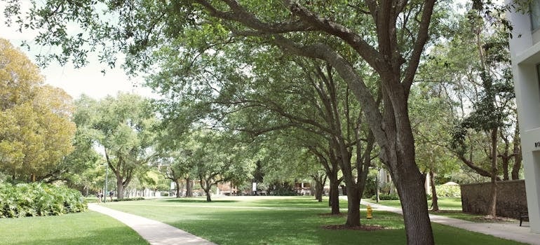 Beautiful College Campus Pathway with Lush Trees